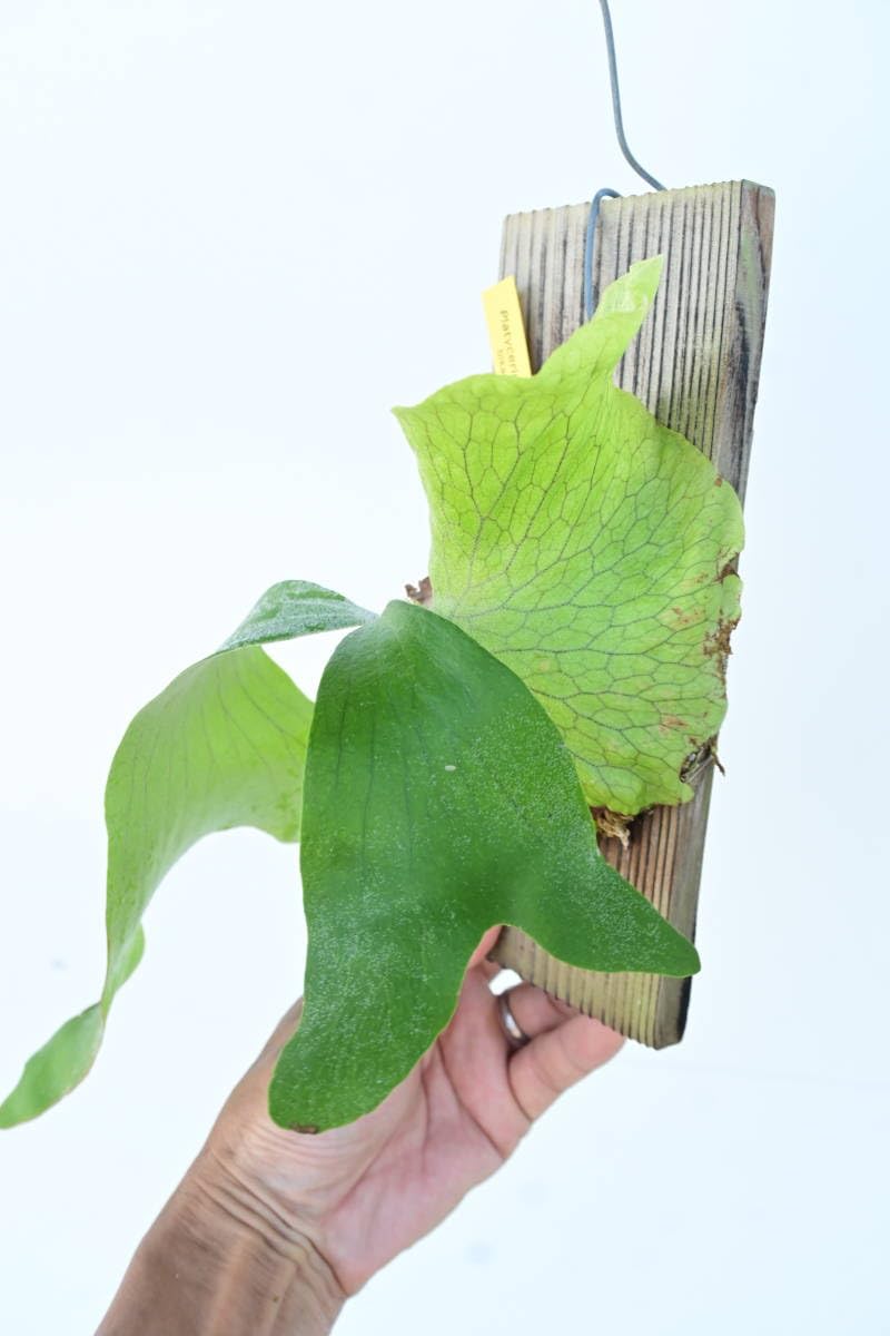 Amazon.co.jp: P.NUK (P.andinum × P.stemaria) @bikamori.com ヌーク